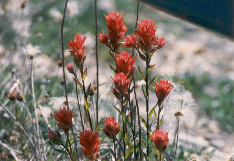 Indian Paintbrush (Castilleja) (Bruce)